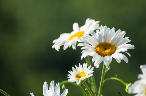 Blooming camomile, selective focus Stock Photos
