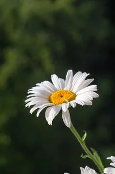 Blooming camomile, selective focus Stock Photos
