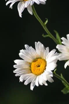 Blooming camomile, selective focus Stock Photos