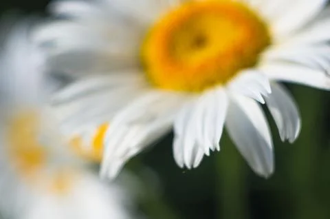 Blooming camomile, selective focus Foto stock