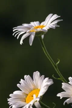 Blooming camomile, selective focus Foto stock
