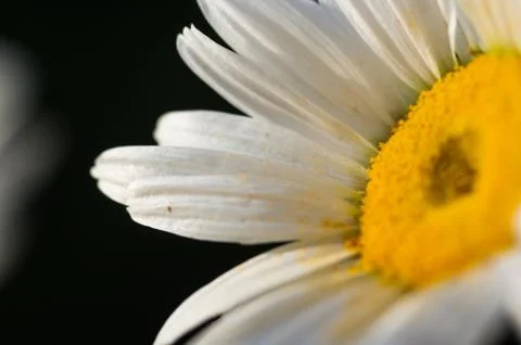 Blooming camomile, selective focus Stock Photos