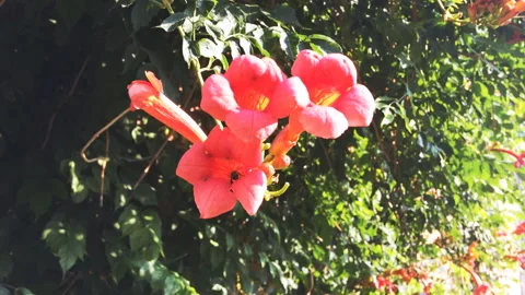 Blooming Campsis radicans close up.  動画素材 92320842