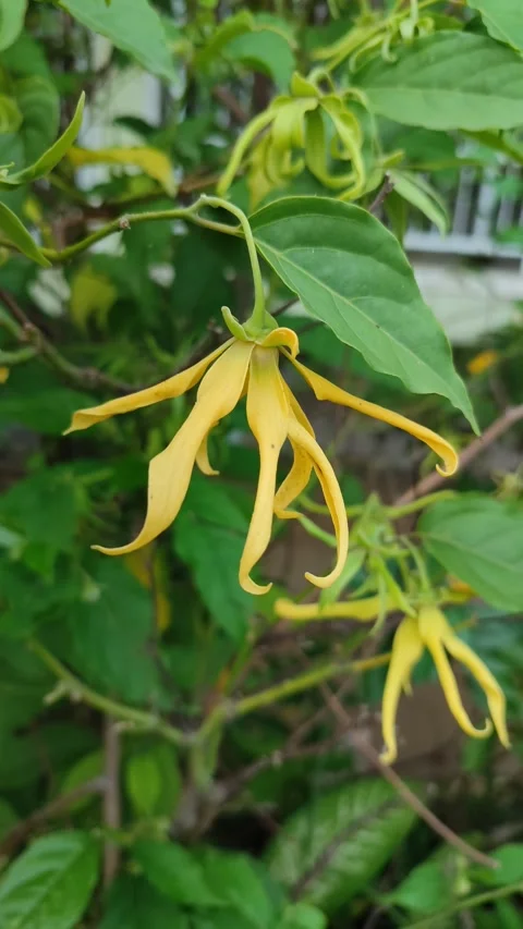 Blooming Cananga Flowers in Natural Light Stock Footage 322553953