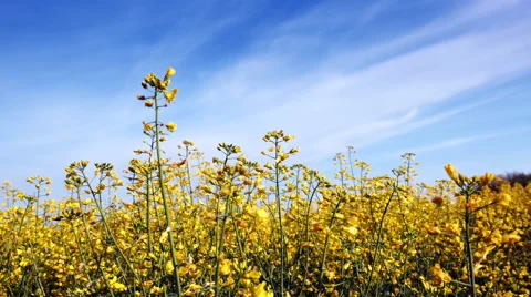 Blooming canola field adn blue sky. Close up. Stock Footage 62837101