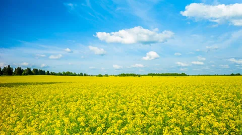 Blooming canola field, panoramic time-lapse Stock Footage