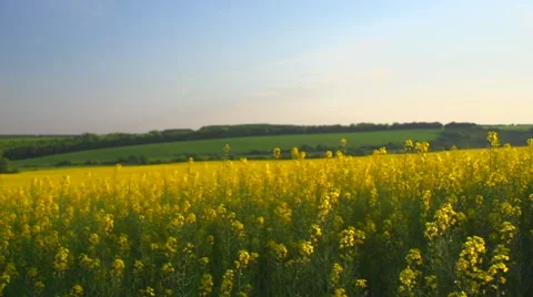 Blooming canola field. Rape on the field in summer Stock-Footage 59083226