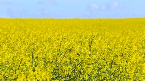Blooming canola field. Rape on the field in summer closeup Stock Footage 75641673