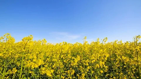 Blooming canola field. Rape on the field in summer closeup Video stock 75642903