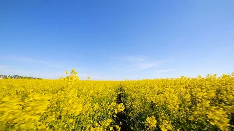 Blooming canola field. Rape on the field in summer closeup Stock Footage 75643036