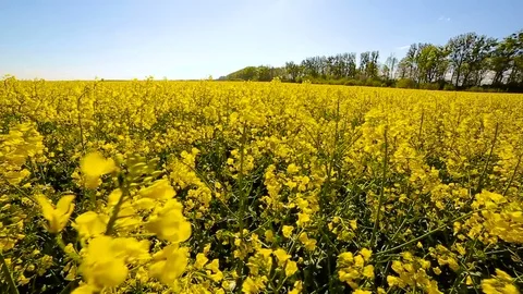 Blooming canola field. Rape on the field in summer closeup Stock Footage 75643616