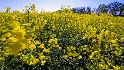 Blooming canola field. Rape on the field in summer closeup Stock Footage 75643953