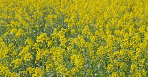 Blooming canola field. Rape on the field in summer. Bright Yellow rapeseed oil Stock Footage 75749338