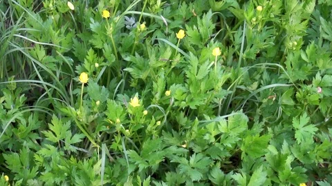 Blooming canola field. Rape on the field in summer. Bright Yellow rapeseed oil Stock Footage 75963376