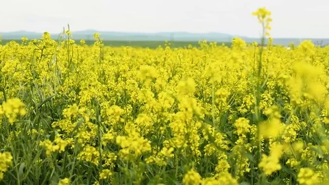 Blooming canola field. Rape on the field in summer. Bright Yellow rapeseed oil Stock Footage