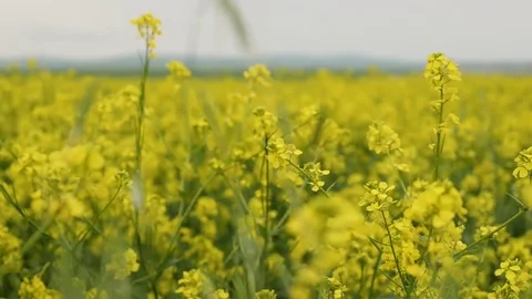 Blooming canola field. Rape on the field in summer. Bright Yellow rapeseed oil Stock Footage 80199056