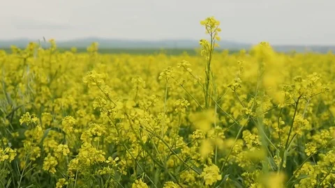Blooming canola field. Rape on the field in summer. Bright Yellow rapeseed oil Stock Footage 80199086