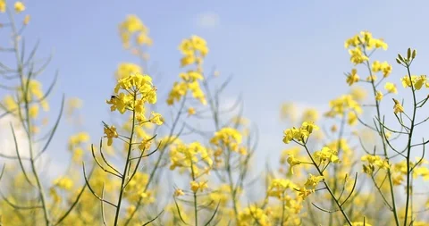 Blooming canola field. Rape on the field in summer. 4K video footage Stock Footage 89444663