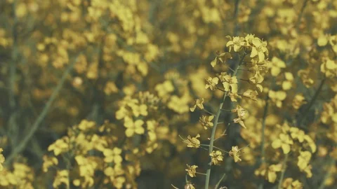 Blooming canola field. Rape on the field in summer. Bright Yellow rapeseed oil 動画素材 91582895