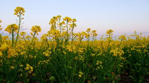 Blooming Canola Field. Rape On The Field In Summer. 스톡 동영상 129320002