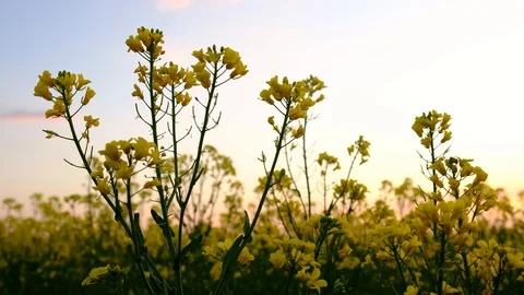 Blooming Canola Field. Rape On The Field In Summer. 스톡 동영상 129320108