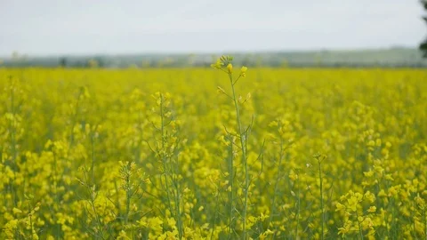Blooming canola field at spring Video stock 76650277