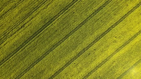 Blooming Canola Field – Top Down Forward Diagonal Flight in Peak Season Stock Footage 334598003