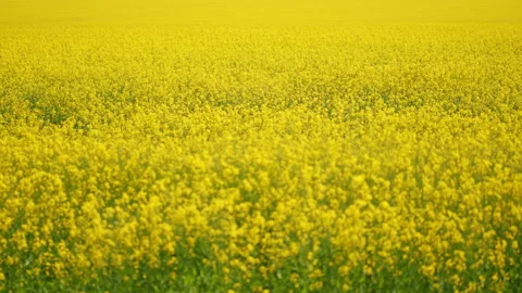 Blooming canola field. Tranquility harmony. Stock Footage 155355298