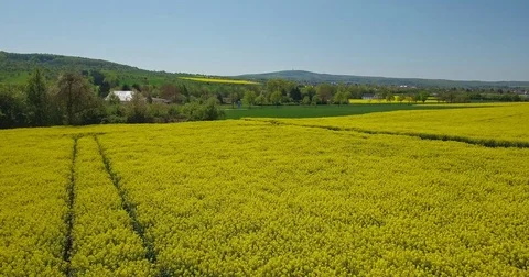 Blooming Canola fields Stock Footage 73846194