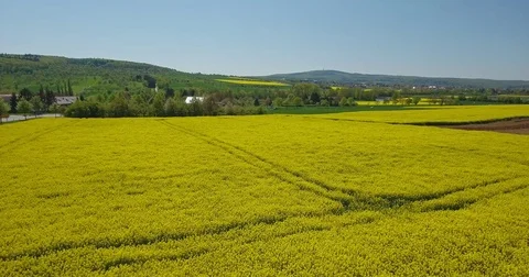 Blooming Canola fields Stock Footage 73847437