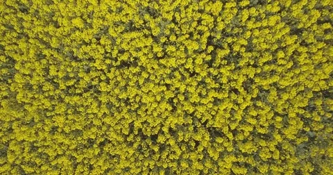 Blooming Canola fields Stock Footage 73857586
