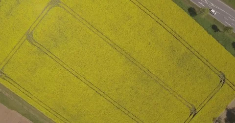 Blooming Canola fields Stock Footage 73860081
