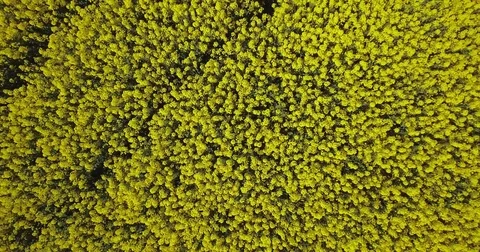 Blooming Canola fields Stock Footage 73866709