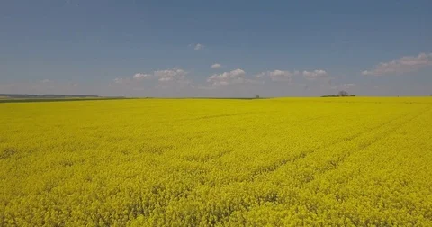Blooming Canola fields Stock Footage 73866717