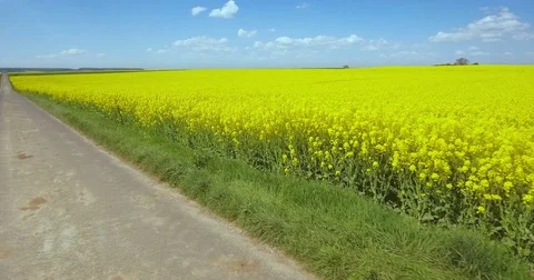 Blooming Canola fields Video stock 73869415
