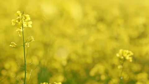 Blooming canola or rapeseed field. Pull focus shot. Stock Footage 156036616