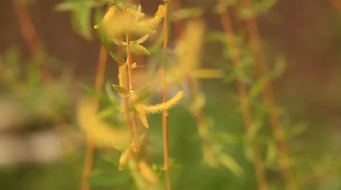 Blooming Catkin. Rack focus in the front. 스톡 동영상 12694279