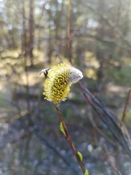 Blooming catkin of a willow, selective focus, blurry background. Salix caprea Stock Photos