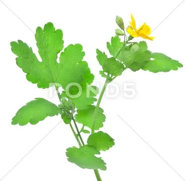 Blooming celandine Stock Photos