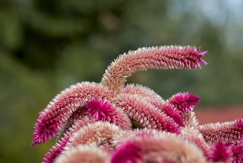 Blooming celosia argentea Stock Photos