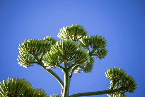 Blooming century plant close-up on blue sky background Stock Photos