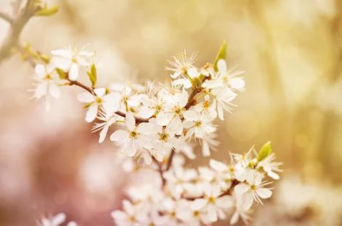 Blooming cerasus cherry tree Stock Photos