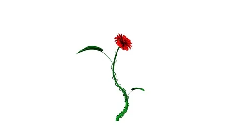 Blooming cgi flower on white background with alpha layer Stock Footage 117000333
