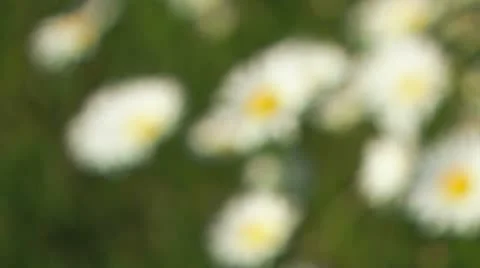 Blooming chamomile. Close-up Stock Footage 21946771