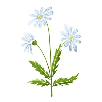 Blooming chamomile colored isolated doodle sketch Illustrazione stock