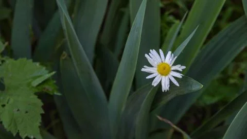Blooming chamomile with drops closeup Stock Photos