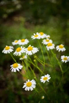 Blooming chamomile field. Chamomile in the wind. Stock Photos