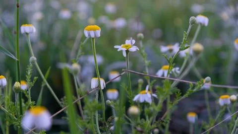 Blooming chamomile in field closeup Stock Photos