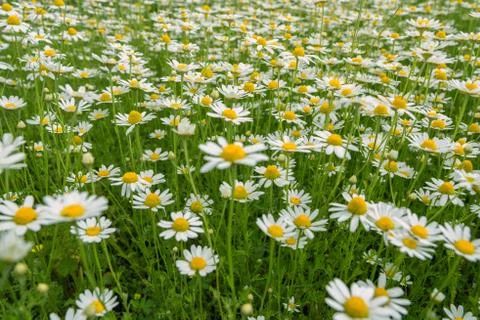 Blooming Chamomile field Stock Photos