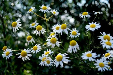 Blooming chamomile field Stock Photos